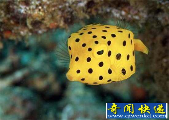 棺32ޣ㶼û