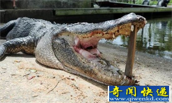 巨大食人鳄