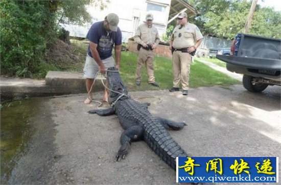 被捕获的食人鳄