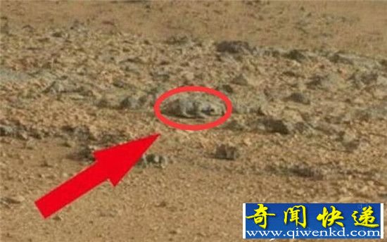 火星发现史前动物化石!火星生命真容曝光?