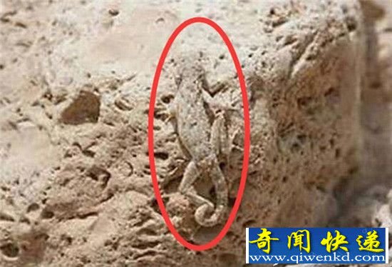 火星发现史前动物化石!火星生命真容曝光?
