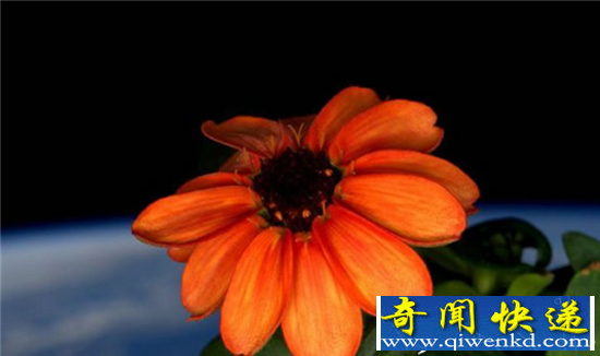 大白菜竟是中国最先进行太空旅行的生物!