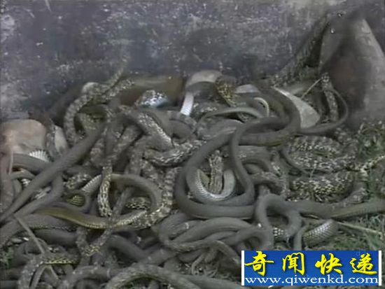 �Ŵ�ʮ�����֮��裺�û���ιʳ����