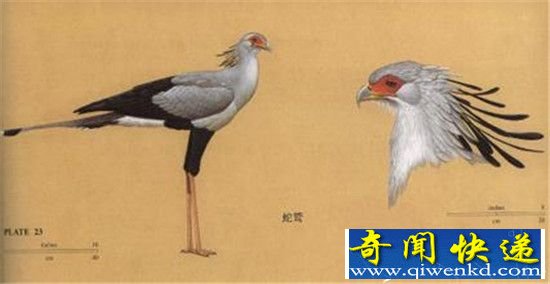 古代武侠六种致命奇毒 断肠草真的无药可医?