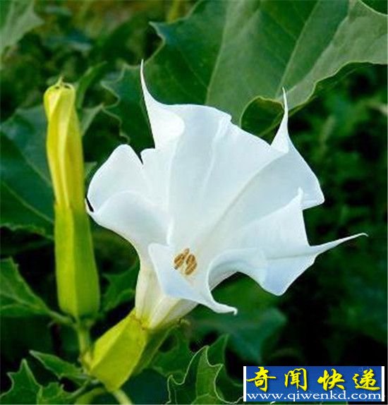 古代武侠六种致命奇毒 断肠草真的无药可医?