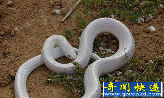 真实灵异事件祖坟里钻出白蛇 竟致老太太家破人亡