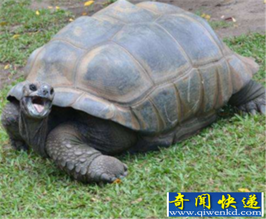 大水冲出千年乌鱼 千年乌龟成精口吐人言竟道出大秘密