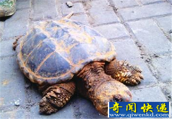 大水冲出千年乌鱼 千年乌龟成精口吐人言竟道出大秘密