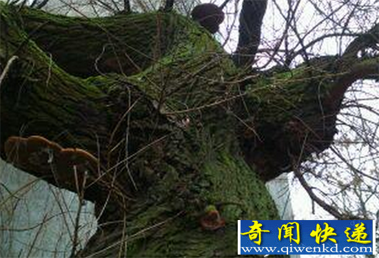 千年柳树成精变成美女色诱大学生 结局太可怕了!