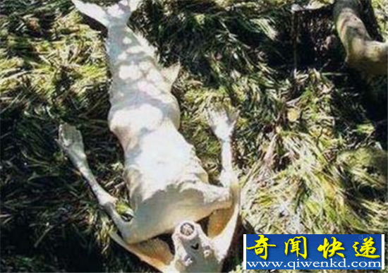 水猴子抓走农村小孩 二十年后小孩竟死而复生太可怕