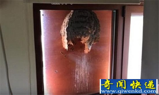 男子无意间打开了窗户 现在都后悔死了!