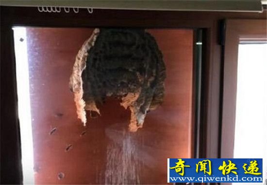 男子无意间打开了窗户 现在都后悔死了!