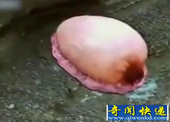 男子在海边发现了神秘生物 太可怕了!