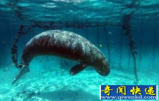 男子发现了这一幕,被彻底震惊了!