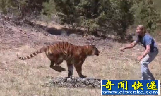 男子动物园挑逗老虎 被下一幕震惊了!