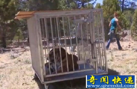 男子动物园挑逗老虎 被下一幕震惊了!