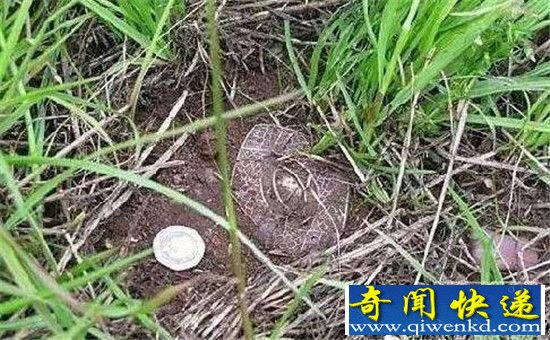 男子丛林探险发现神秘盒子 打开之后惊呆了!