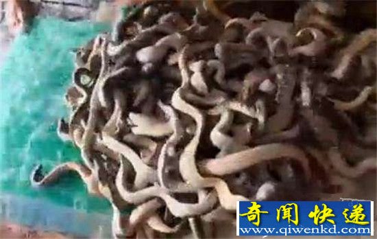 男子偷偷爬上老渔民的船 下一秒被吓的跳海!