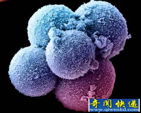 科学家揭露:受精卵进化成婴儿全过程只要10步!