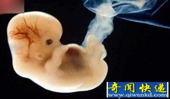 科学家揭露:受精卵进化成婴儿全过程只要10步!