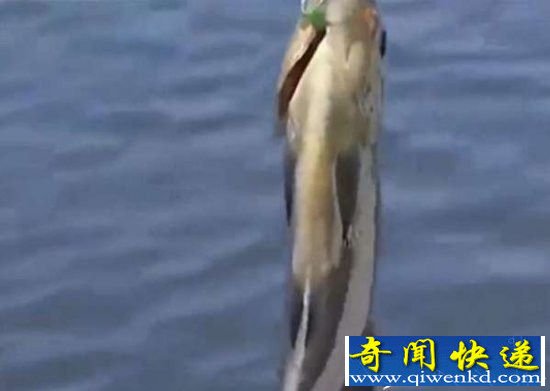 男子海边钓鱼竟然遇见了它 被吓坏了!