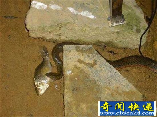 �������ϵ����ߵ��� �������𾪵�һĻ!