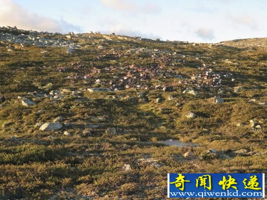 300多野生驯鹿集体死亡