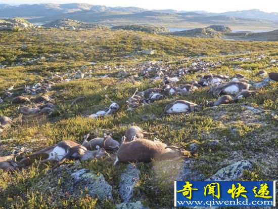 300多野生驯鹿集体死亡