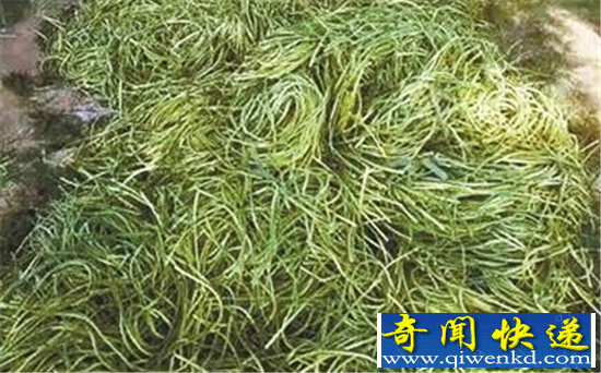 河南多地遇蒜你完蒜薹全扔