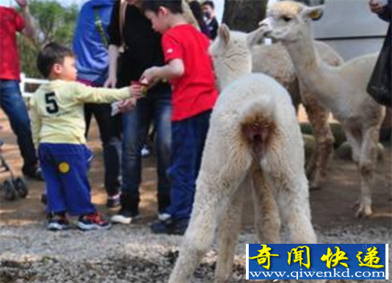 游客动物园看泰迪遭吐槽 我为什么要花钱看泰迪和兔子?