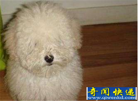 游客动物园看泰迪遭吐槽 我为什么要花钱看泰迪和兔子?