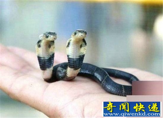 广西惊现双头蛇 两头互相厮咬争执