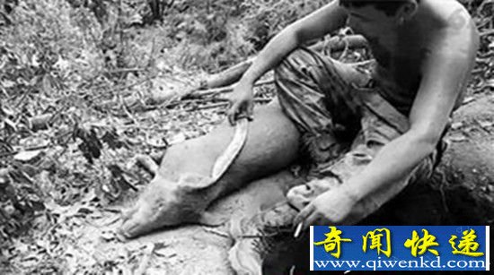 网络直播虐杀动物月入十万