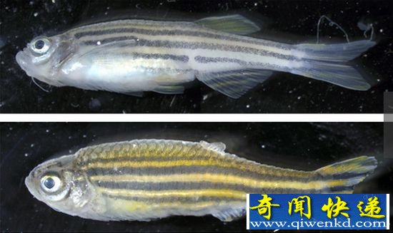人类手指脚趾由鱼鳍进化 美人鱼难道真的存在?