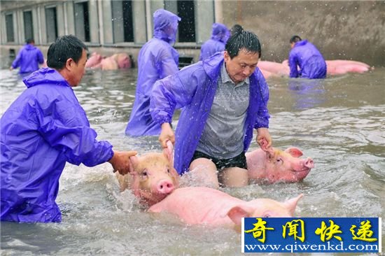 解救安徽“诀别猪” 逃生现场:人力抬猪