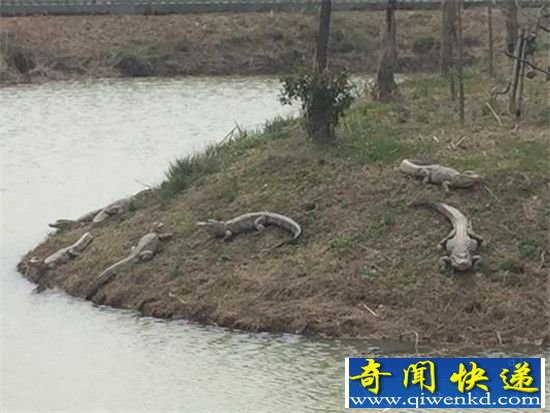 鳄鱼趁着洪水集体“越狱” 逃至附近农田