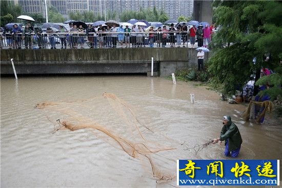 武汉暴雨冲来大鱼 市民自带渔网当街捕鱼