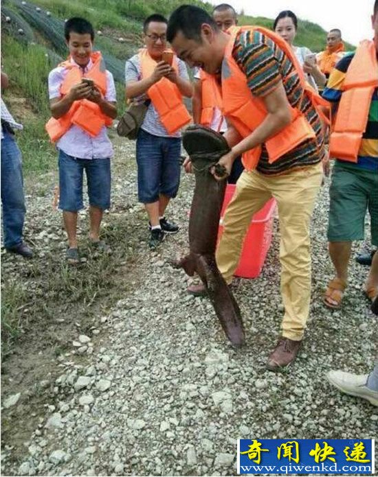 ���������������� ����1.2�����䳬80��