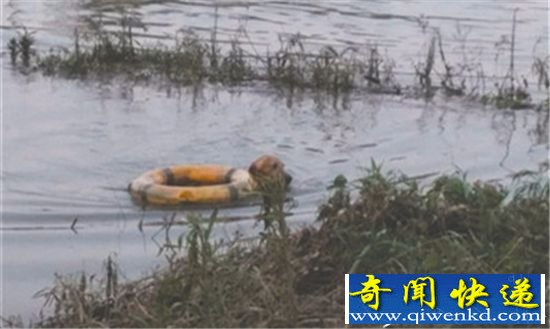 少年跳江救落水爱犬 狗狗护主心切反坏事