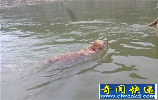 少年跳江救落水爱犬 狗狗护主心切反坏事