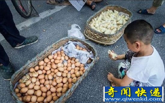 无锡地面温度超50度 小贩当街孵小鸡