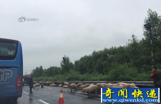 拉猪车侧翻 数十头猪高速狂奔