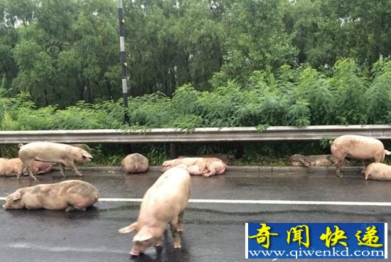 拉猪车侧翻 数十头猪高速狂奔