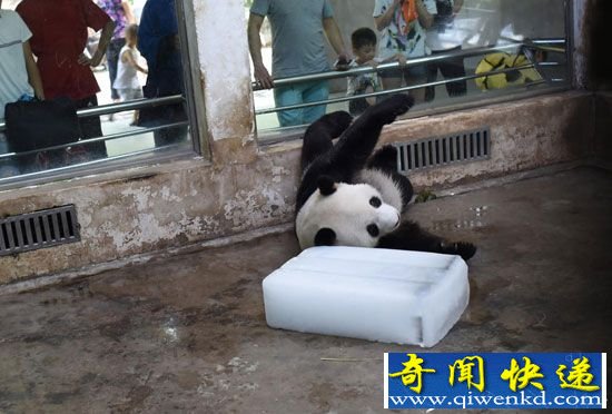 武汉大熊猫高温天抱冰消暑成网红