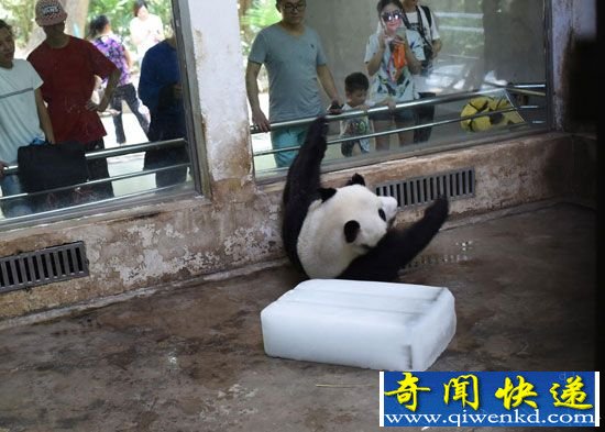 武汉大熊猫高温天抱冰消暑成网红