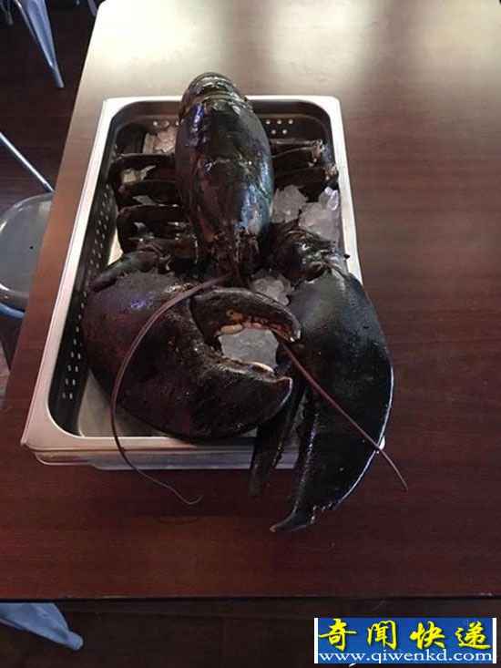 百岁龙虾被送水族馆“养老” 体型超正常3倍