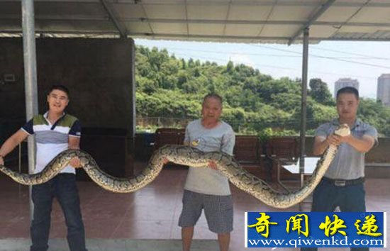 61���������40��ɽ�򱻴���ץ����