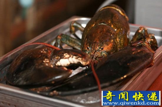 百岁龙虾被送水族馆“养老” 体型超正常3倍