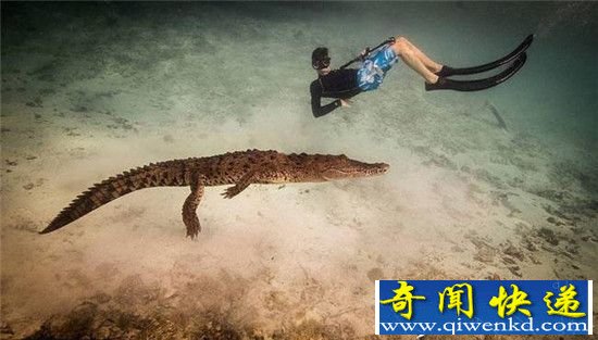 英少年与鳄鱼同游 终于知道外国人少的原因了!