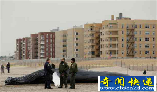 美国座头鲸搁浅海滩 大批民众驻足观看拍照留念